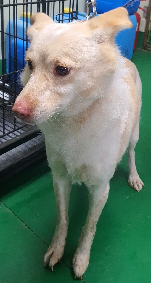 공주시 동물보호센터_444450202500017